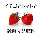 イチゴとトマトと硫酸マグ肥料